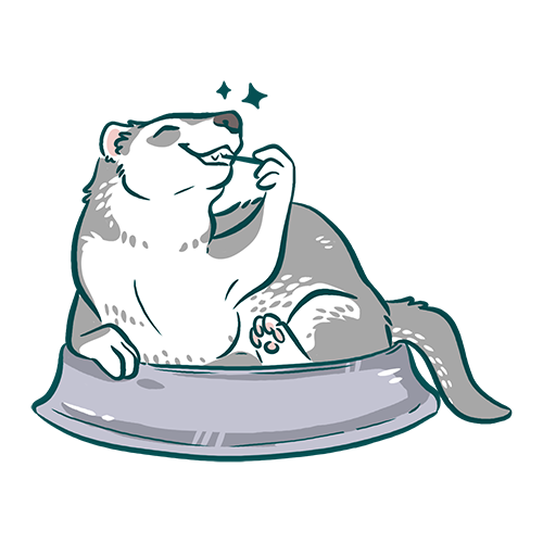 alimentation du furet