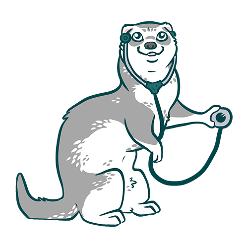 santé du furet