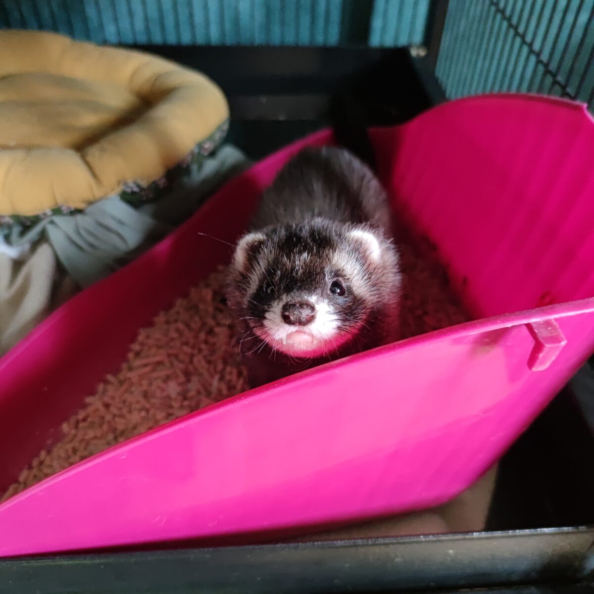 furet dans sa litière