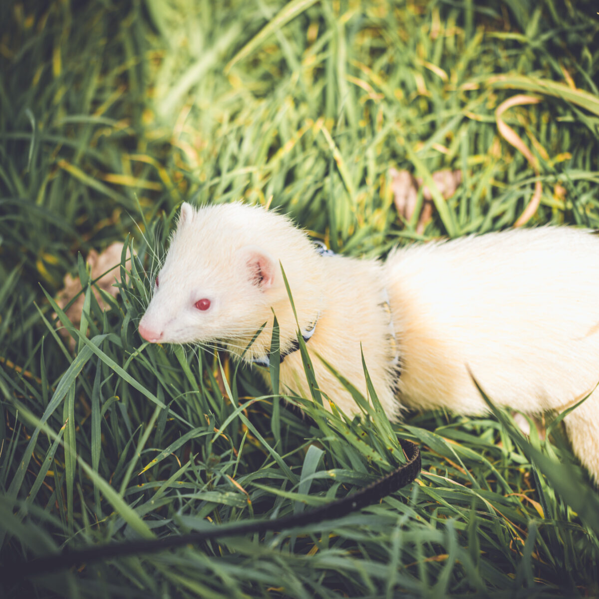 furet en balade