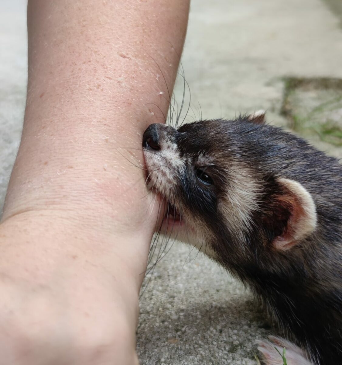 morsure furet
