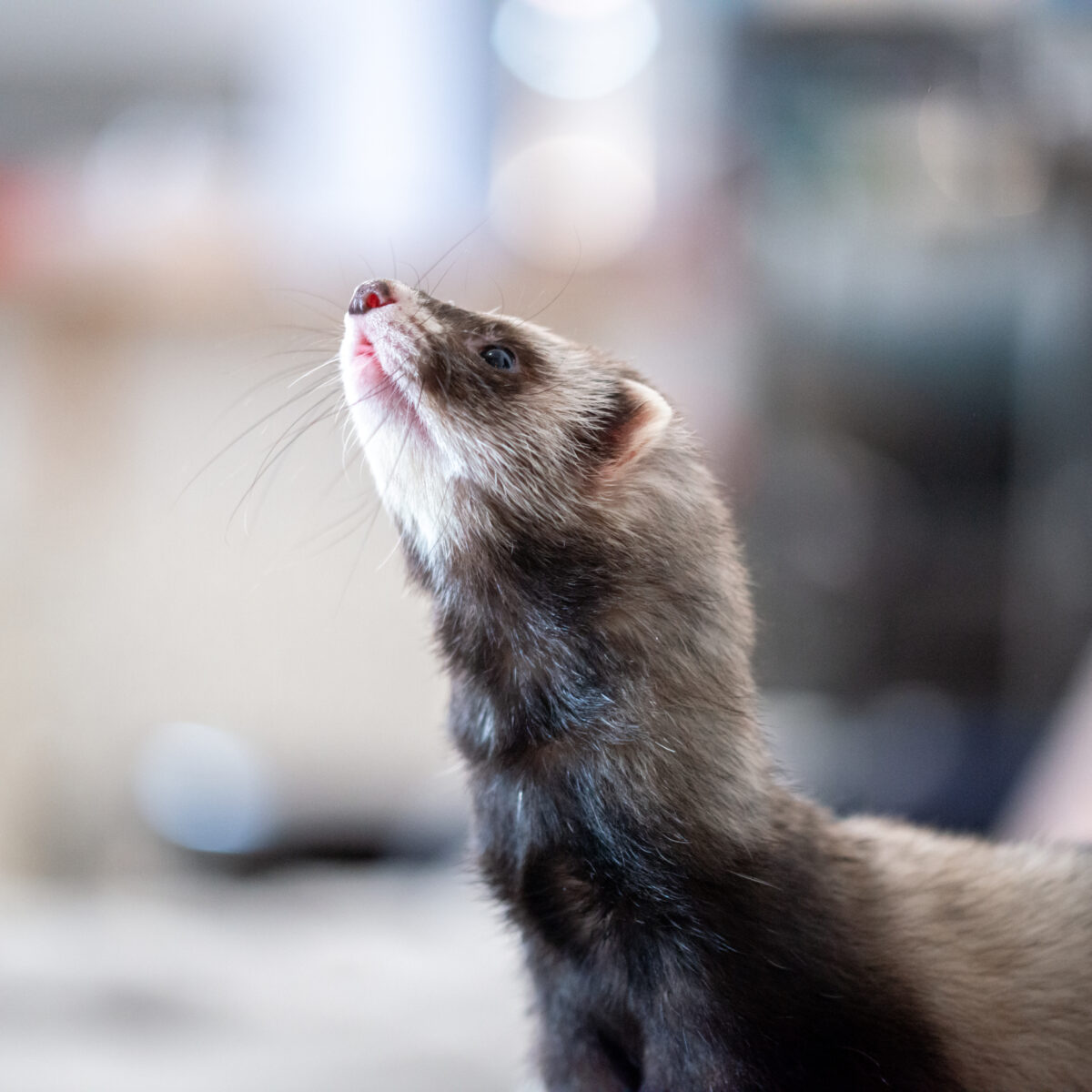 furet stérilisation