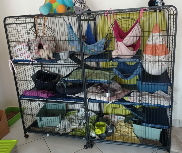 Aménager la cage de son furet :  les accessoires indispensables