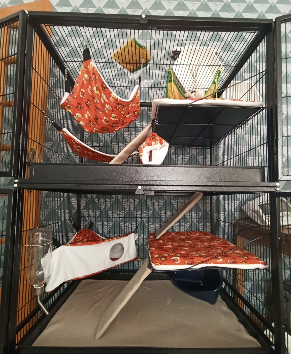 cage furet zolia funzy