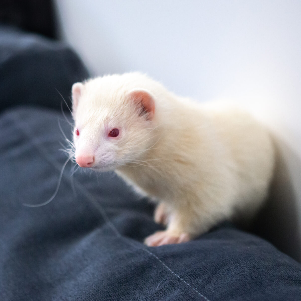 photopériode furet