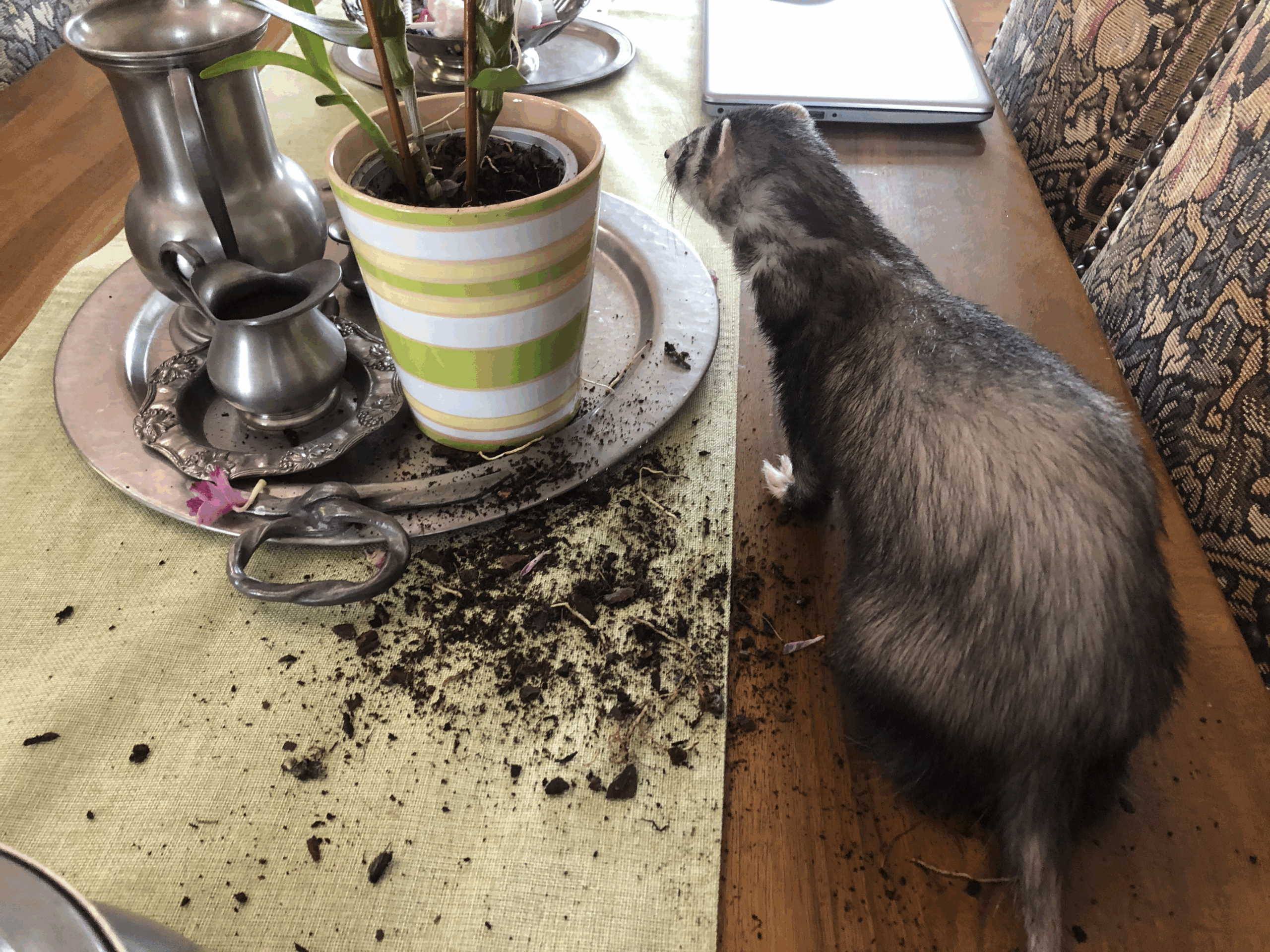 ferret proof