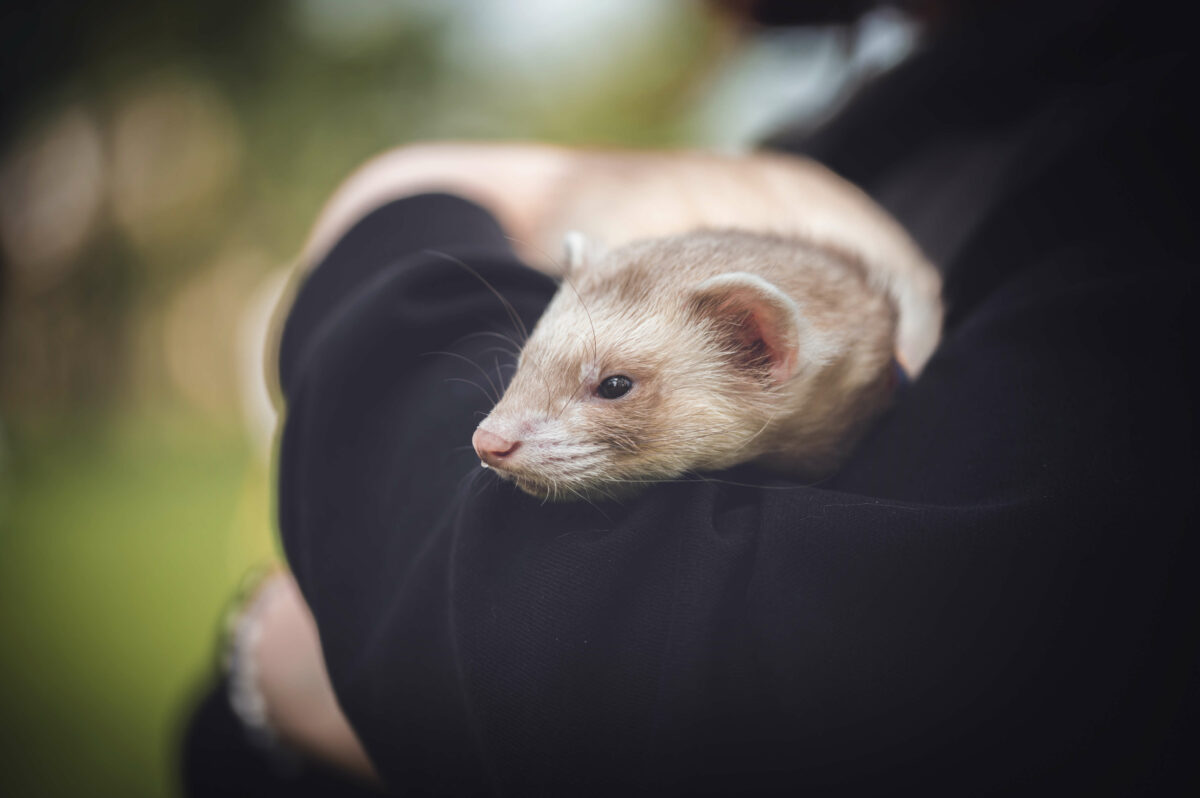 furet cannelle