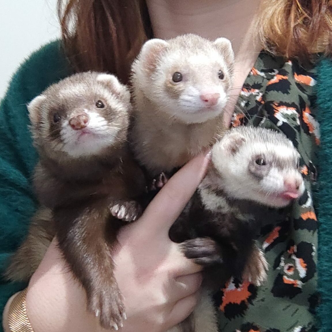 Tika, Nyx et Sabelette