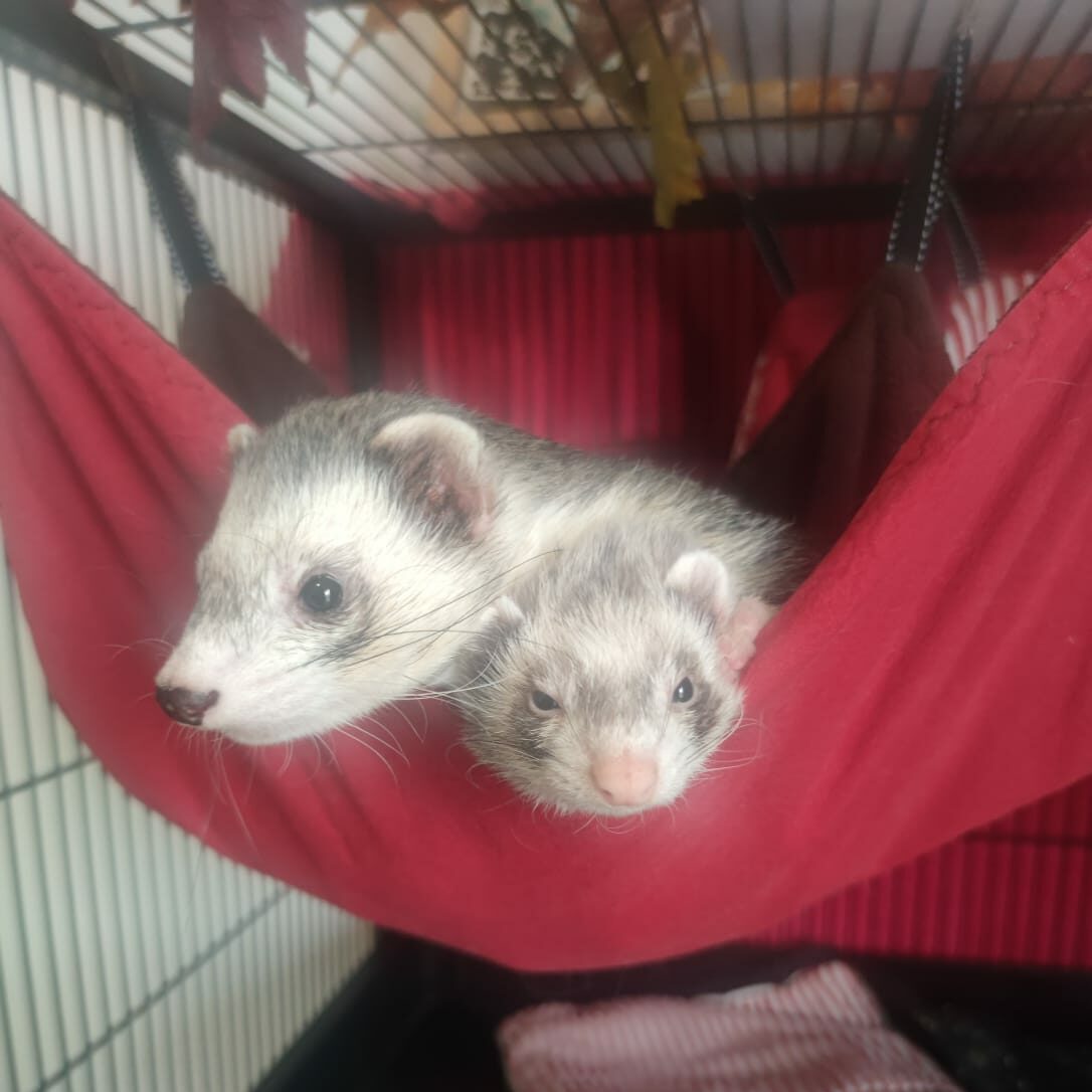 Skoll et Pickette