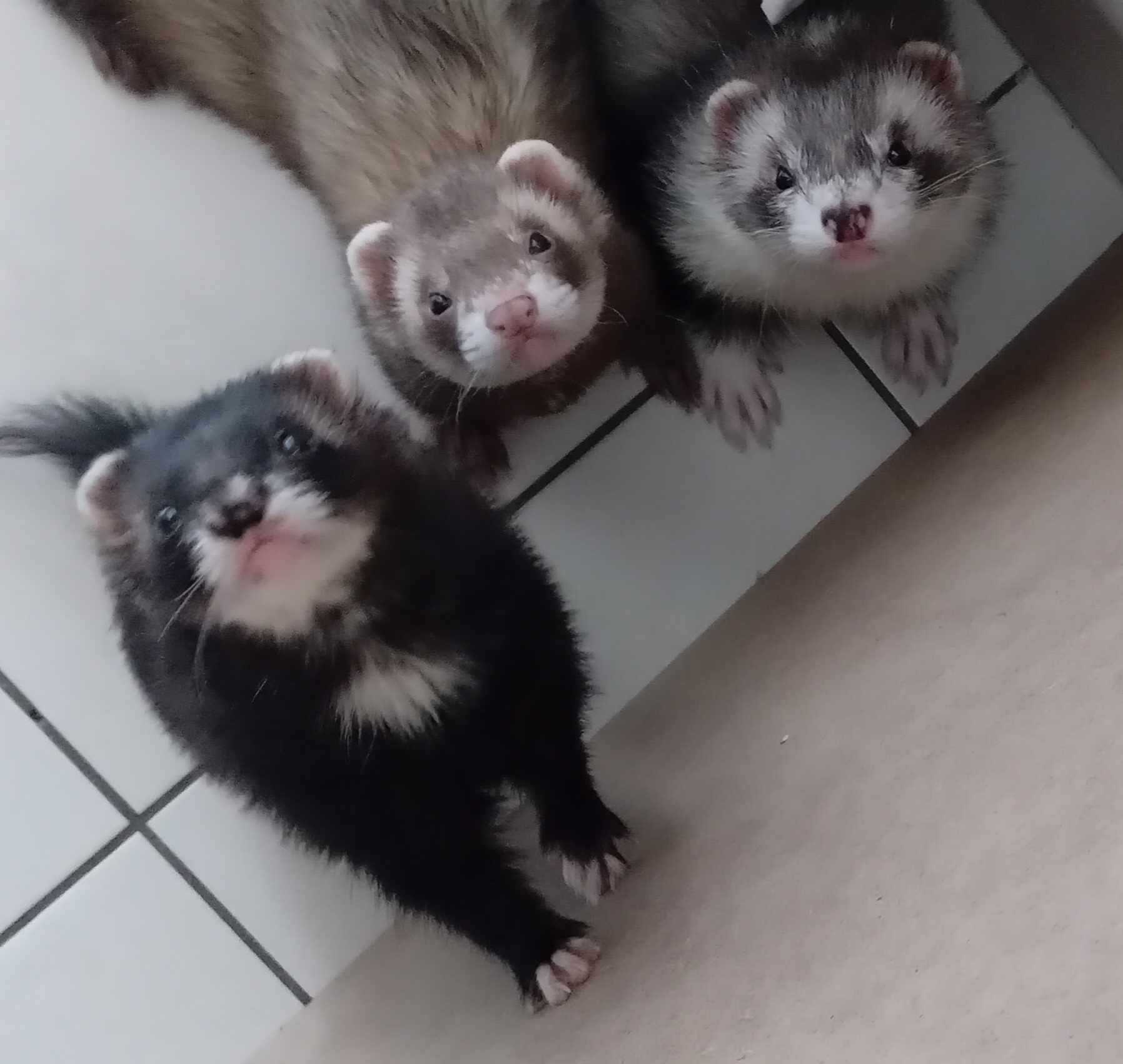 Poppy & Apodis & Leïa