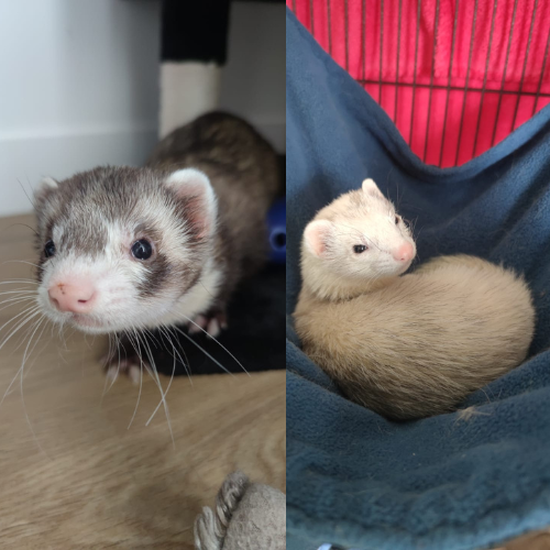 Tipex & Leïa