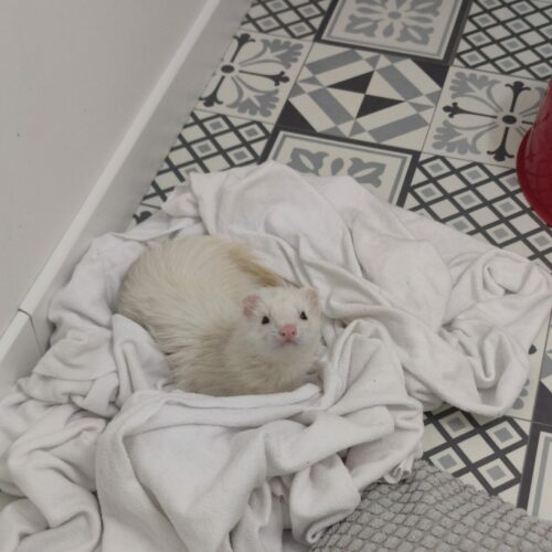 Photo d'un furet albinos couché au sol
